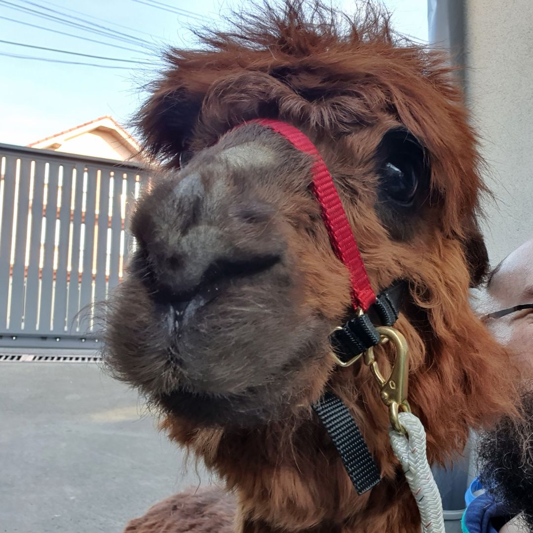 Nea Caisă -  Alpaca