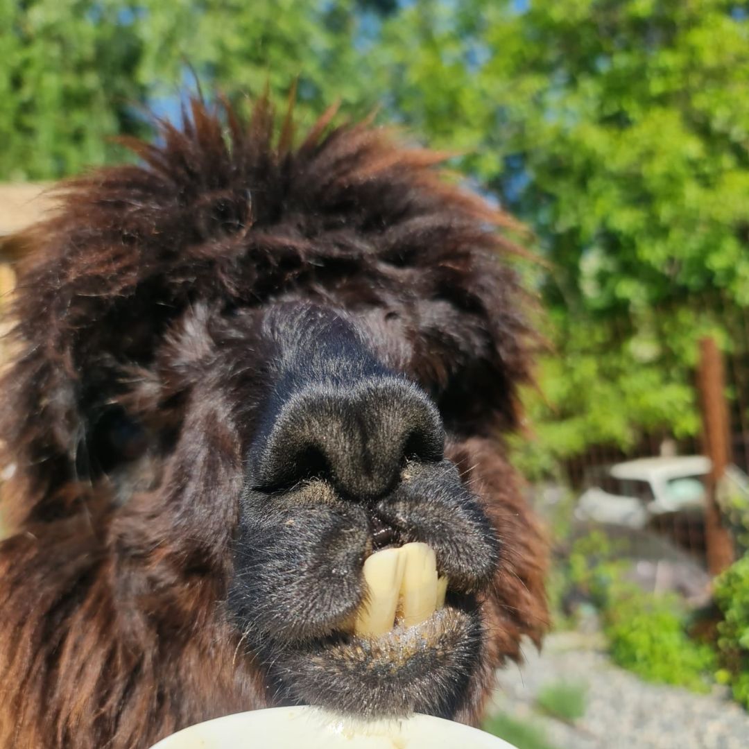 Nea Fasole -  Alpaca