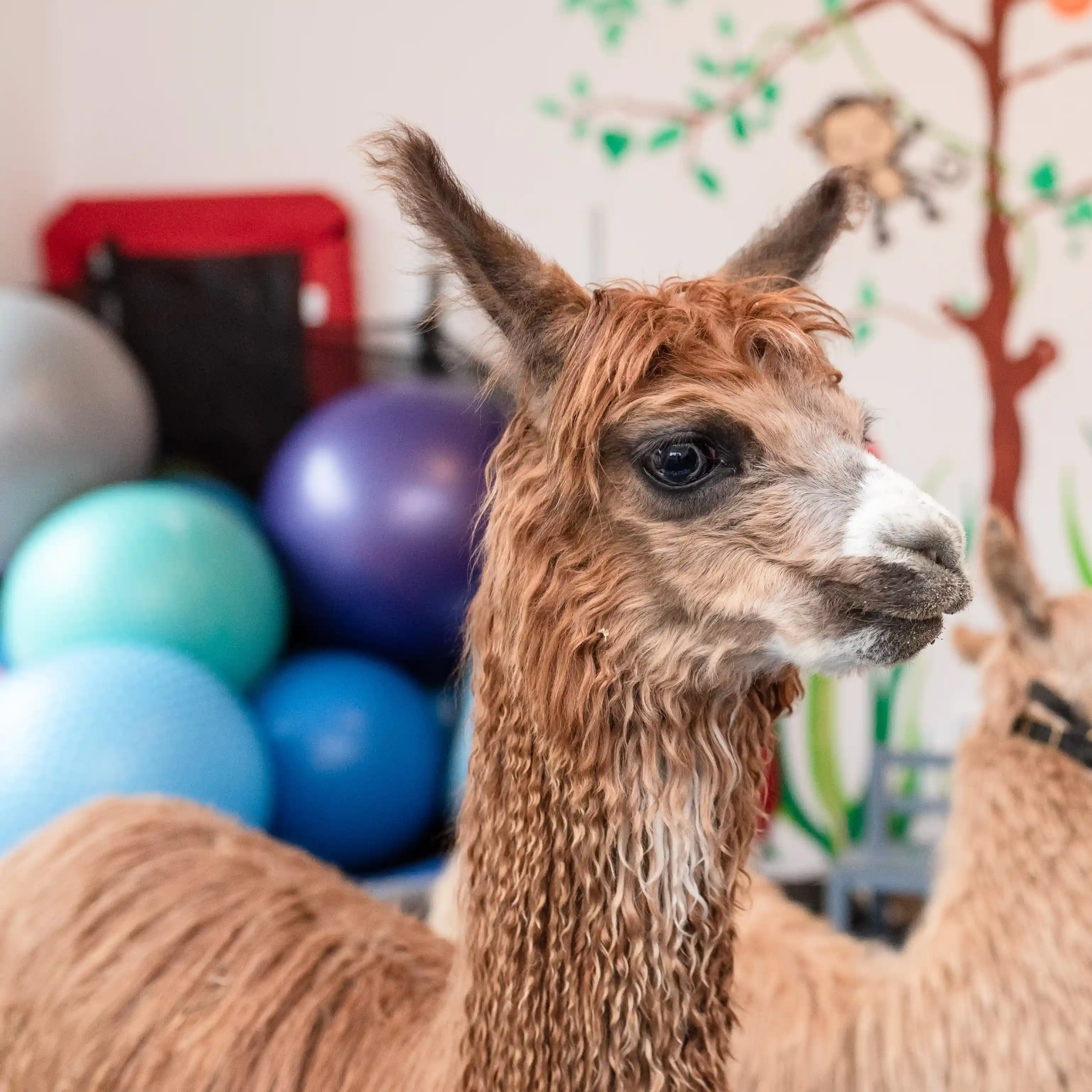 Pesto -  Alpaca