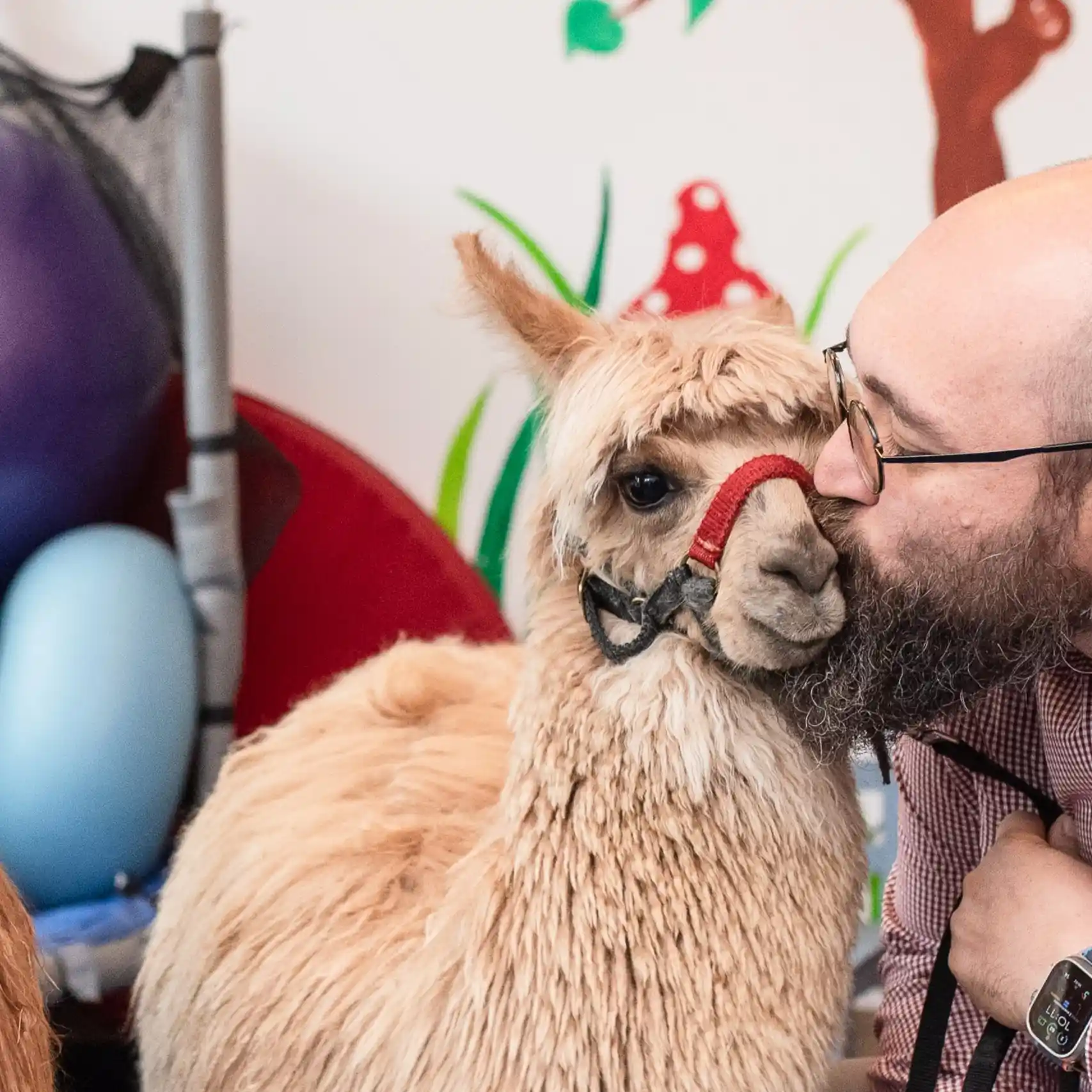 Tofu -  Alpaca