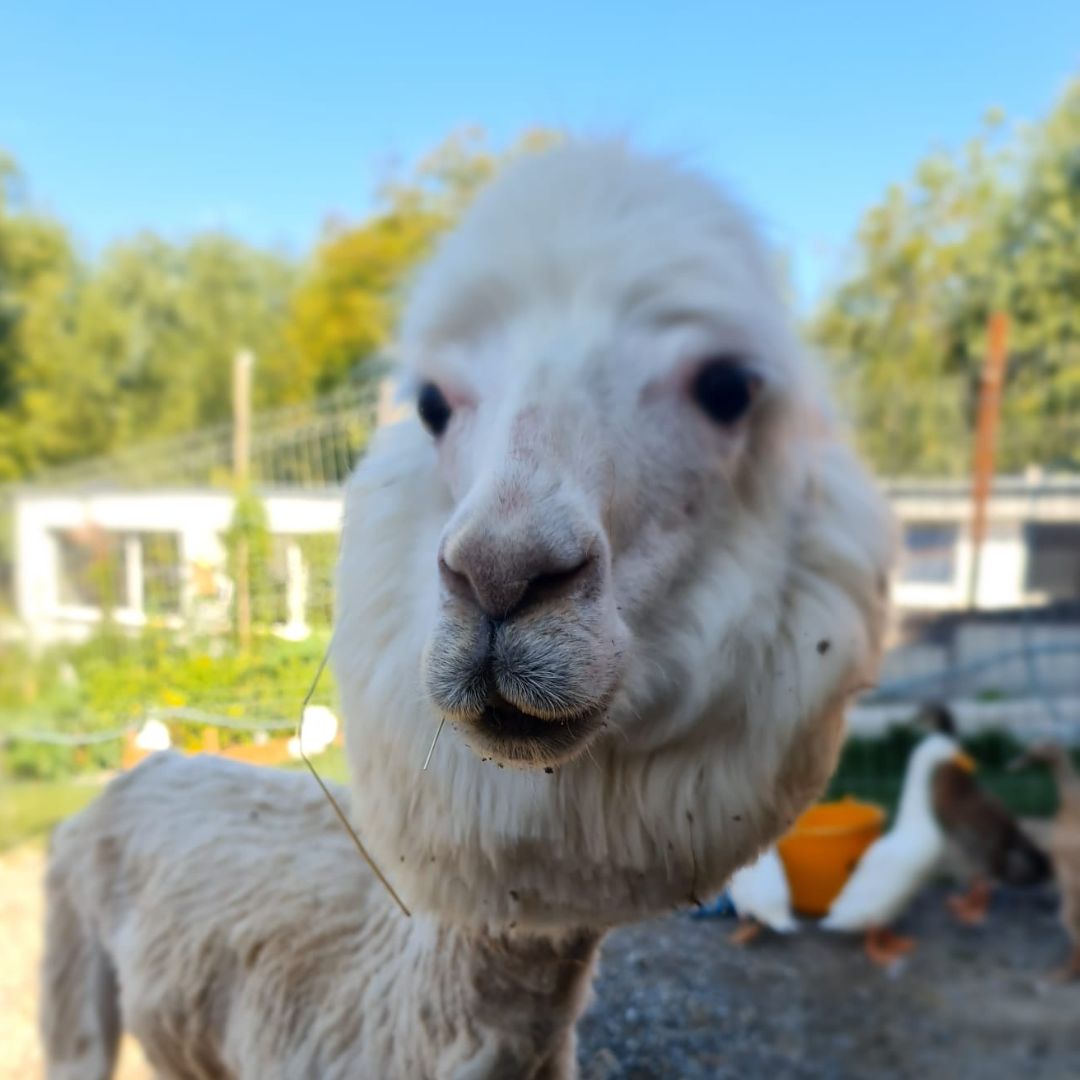 Zânu Lânu -  Alpaca
