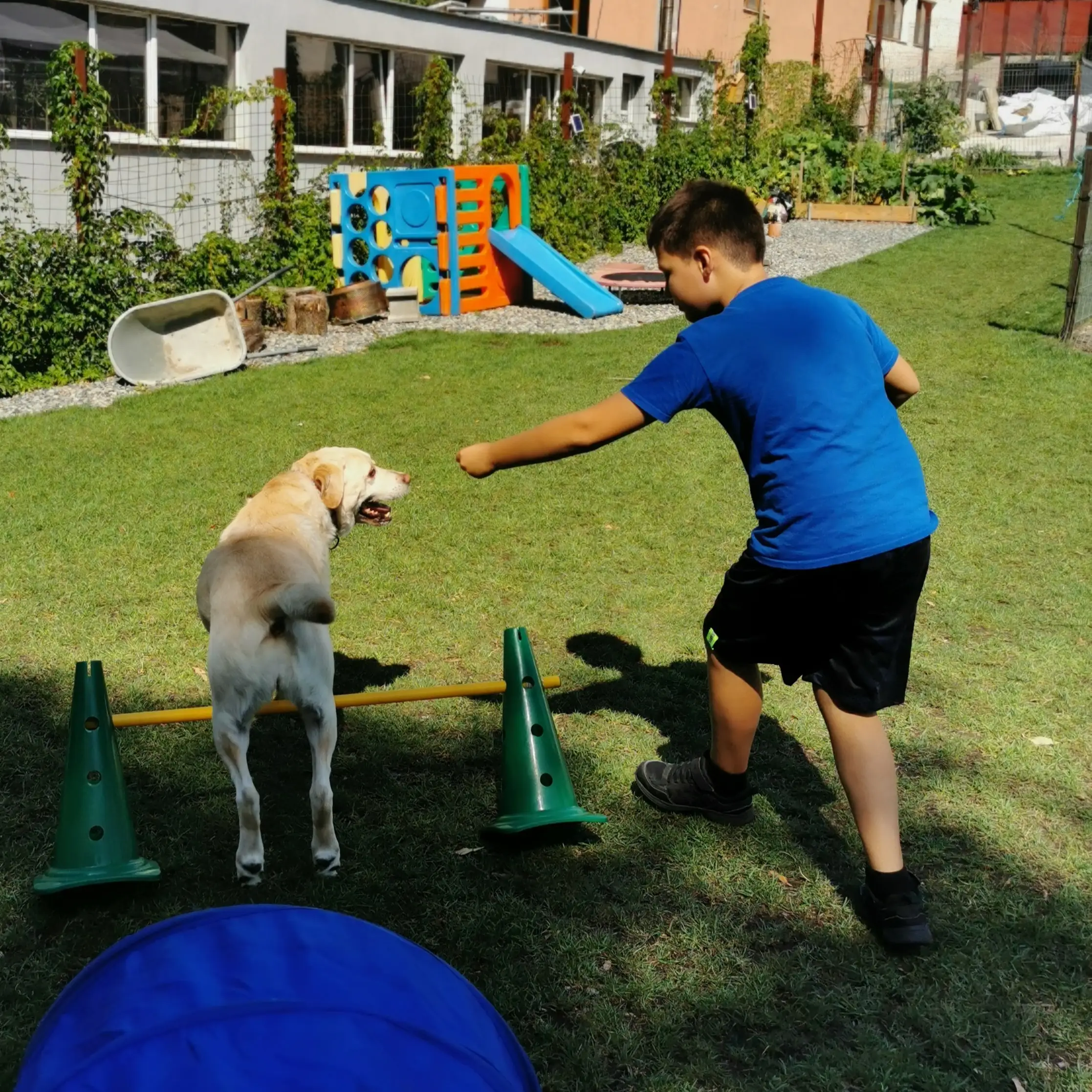 Ateliere creative și educative cu Dog Assist