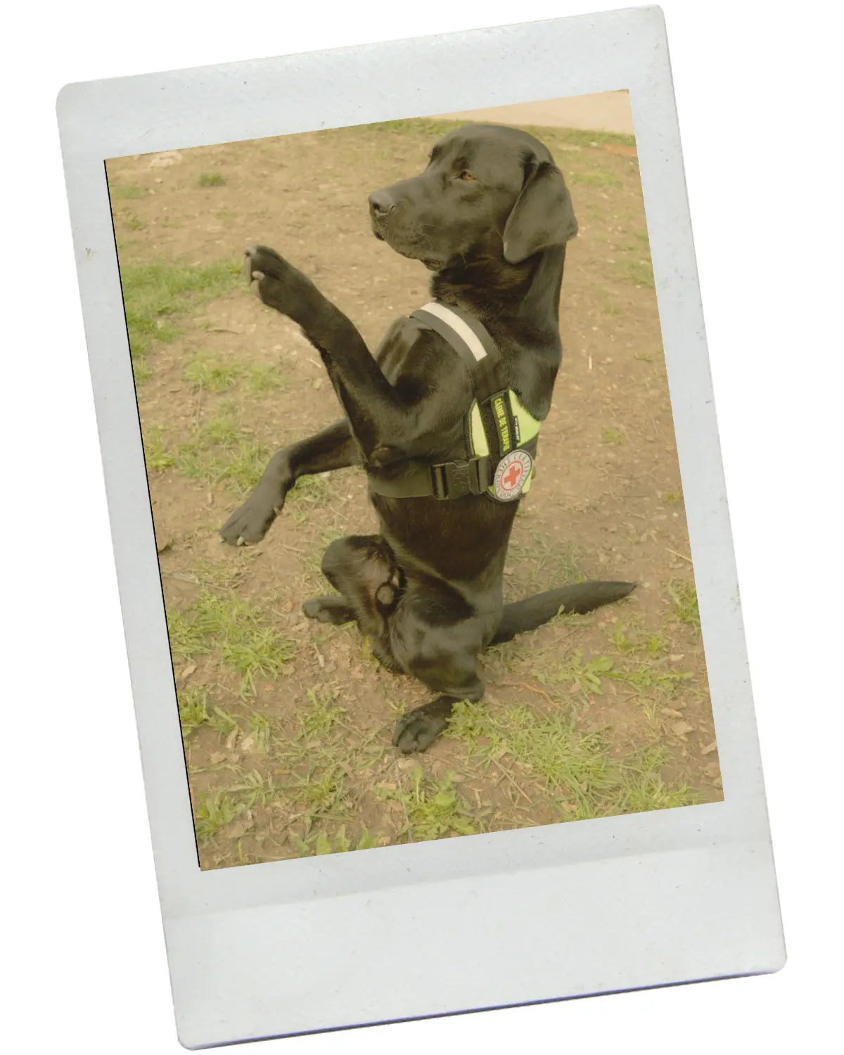 Bes - primul câine de terapie Dog Assist